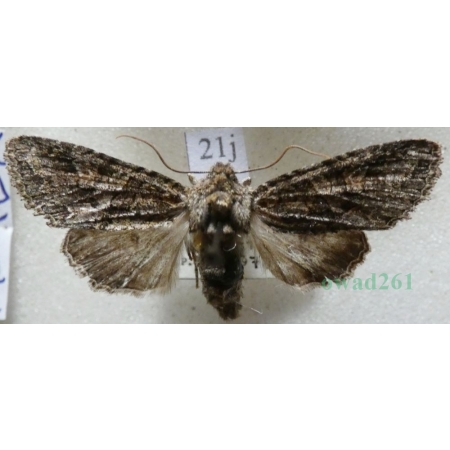 Dryobotodes eremita (Fabricius, 1775) Slovakia21j